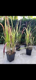 Japans bloedgras en mooie grote zwarte bamboe Nigra, Ophalen, Bloeit niet, Siergrassen, Volle zon