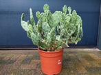 XL Opuntia Vulgaris - Vijgencactus / Schijfcactus H: 65 cm., Volle zon, Vaste plant, Zomer, Ophalen