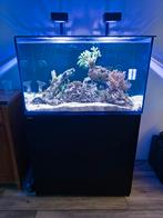 Red Sea Reefer 250 met kast en lampen compleet, Dieren en Toebehoren, Ophalen, Gebruikt, Gevuld zeewateraquarium