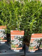 Eriostemon flower girl white, Ophalen, Overige soorten, Halfschaduw