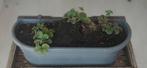 Elho bloembak met waterreservoir en aardbei plantjes, Tuin en Terras, Bloembakken en Plantenbakken, Ophalen, Kunststof, Minder dan 30 cm