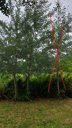 Ratelpopulier boom 5 meter hoog, Tuin en Terras, Planten | Bomen, Overige soorten, Zomer, 400 cm of meer, Ophalen