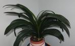 clivia, Huis en Inrichting, Overige soorten, Minder dan 100 cm, In pot, Bloeiende kamerplant