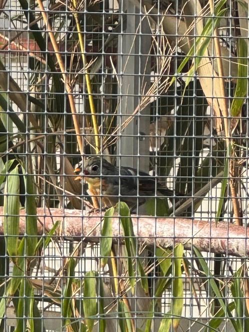 Koppel japanse nachtegalen, Dieren en Toebehoren, Vogels | Overige Vogels, Tropenvogel, Meerdere dieren, Geringd