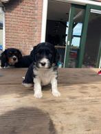 Pups Friese Stabij x Beaglier te koop!, Dieren en Toebehoren, Rabiës (hondsdolheid), 8 tot 15 weken, Meerdere, Meerdere dieren