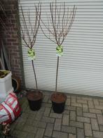 hortensia op stam, Tuin en Terras, In pot, Halfschaduw, Zomer, Overige soorten
