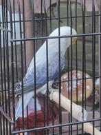 1 fischerie violet opaline euwing, Dieren en Toebehoren, Meerdere dieren, Dwergpapegaai of Agapornis
