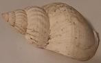 🐚Brocante: Verzameling schelpen en zeeorganismen🏷️€0,75-, Ophalen of Verzenden, Schelp(en)