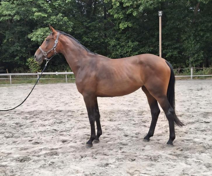 Te koop lieve 3.5 jarige merrie, Dieren en Toebehoren, Paarden, Merrie, Zadelmak, 170 tot 175 cm, 3 tot 6 jaar, Recreatiepaard