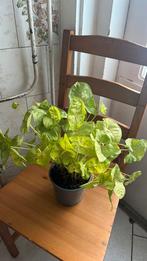Syngonium pink pot 15cm h 45 cm, Huis en Inrichting, Kamerplanten, Ophalen of Verzenden, In pot