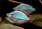 Melanotaenia Preacox -Diamantregenboogvis- Koidream Valburg, Vis, Zoetwatervis