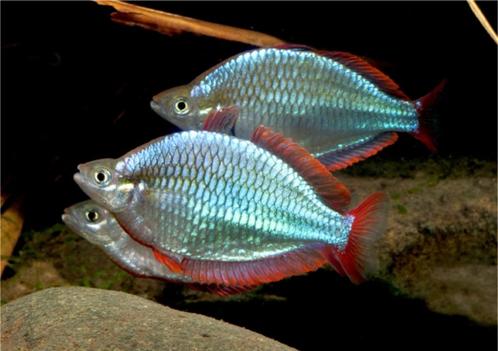 Melanotaenia Preacox -Diamantregenboogvis- Koidream Valburg, Dieren en Toebehoren, Vissen | Aquariumvissen, Zoetwatervis, Vis