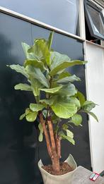 Ficus lyrata / tabaksplant, Huis en Inrichting, Ophalen, Ficus, 100 tot 150 cm, Halfschaduw