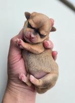 Prachtig kortharig chihuahua reutje, Dieren en Toebehoren, Honden | Chihuahua's en Gezelschapshonden, Rabiës (hondsdolheid), Reu