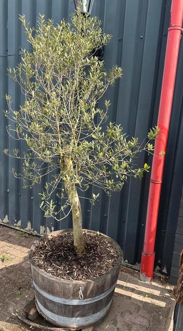 4x olijfboom olijfbomen met bak en boomschors beschikbaar voor biedingen