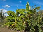 Bananenplant - Tropische sfeer in je tuin!, Tuin en Terras, Planten | Tuinplanten, Ophalen, Volle zon, Vaste plant, Bloeit niet