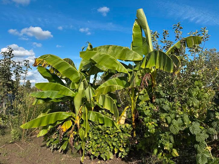 Bananenplant - Tropische sfeer in je tuin!, Tuin en Terras, Planten | Tuinplanten, Vaste plant, Fruitplanten, Volle zon, Bloeit niet