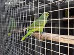 koppel blauwvoorhoofd amazone, Dieren en Toebehoren, Vogels | Parkieten en Papegaaien, Meerdere dieren, Papegaai, Geringd