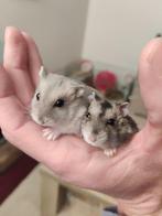 Schattige tamme dwerghamsters (complete sets ook mogelijk), Dieren en Toebehoren, Knaagdieren, Hamster, Meerdere dieren, Tam, September
