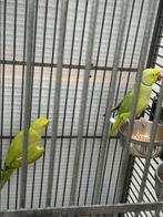 Koppel halsband parkiet, Dieren en Toebehoren, Vogels | Overige Vogels, Meerdere dieren