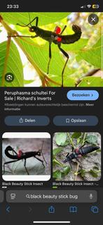 Grote vaas met wandelendetakken en black beauty’s, Dieren en Toebehoren, Insecten en Spinnen, Spin of Schorpioen