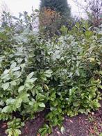 laurier, Tuin en Terras, Ophalen, Laurier, Struik, 100 tot 250 cm