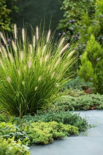 Siergras Pennisetum Hameln p9