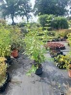 Kornoelje (Cornus) in pot - 12 liter, 100 tot 250 cm, Volle zon, In pot, Overige soorten