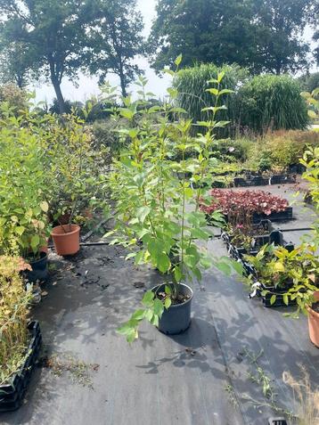 Kornoelje (Cornus) in pot - 12 liter beschikbaar voor biedingen