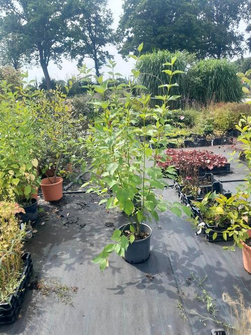 Kornoelje (Cornus) in pot - 12 liter, Tuin en Terras, Planten | Bomen, Overige soorten, 100 tot 250 cm, Volle zon, In pot, Ophalen of Verzenden
