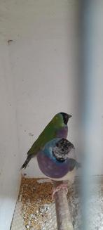 Mooi blauw x splitblauw tt koppel gouldamadine, Dieren en Toebehoren, Vogels | Overige Vogels, Meerdere dieren, Tropenvogel, Geringd