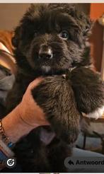 Zwarte duitse langharigeherderpup met stamboom, Dieren en Toebehoren, Honden | Herdershonden en Veedrijvers, CDV (hondenziekte)