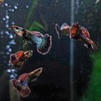 Unieke Platinum Dragon Guppen (mix), Vis