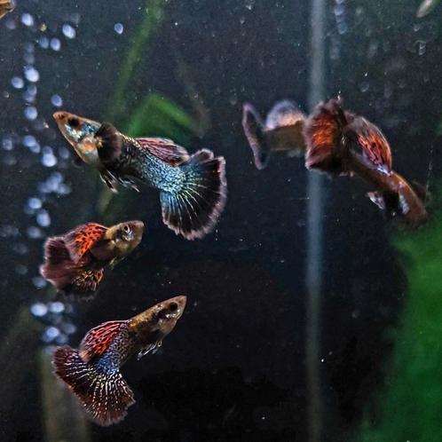 Unieke Platinum Dragon Guppen (mix), Dieren en Toebehoren, Vissen | Aquariumvissen, Vis