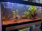 Juwel Rio 180 Aquarium, Dieren en Toebehoren, Ophalen, Zo goed als nieuw, Gevuld zoetwateraquarium
