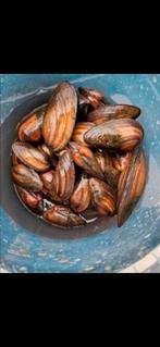 Zoetwatermosselen vijvermosselen