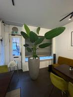 Grote Kunst Bananenplant - 2 Meter, Ophalen, 200 cm of meer, Overige soorten, Halfschaduw