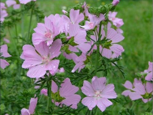 10 vaste planten voor 10 euro, Tuin en Terras, Planten | Tuinplanten, Overige soorten, Volle zon, Zomer, Ophalen