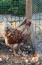 Wyandotte haan 10 maand - gratis, Dieren en Toebehoren, Mannelijk, Kip