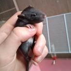 ❤️Tamme Gezins Rittens Ratjes🐁❤️🥰 Agouti Albino Solid, Dieren en Toebehoren, Rat, Meerdere dieren, Tam, Oktober