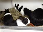 Jonge raszuivere Hollander konijntjes, Dieren en Toebehoren, Konijnen, 0 tot 2 jaar