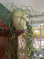 Rhipsalis mooie hanger, Huis en Inrichting, Kamerplanten, Ophalen, Overige soorten, Halfschaduw, In pot