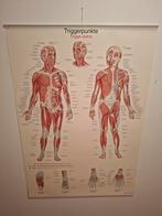 Anatomie Posters Massage & Voetreflex, Antiek en Kunst, Antiek | Schoolplaten, Ophalen of Verzenden, Natuur en Biologie