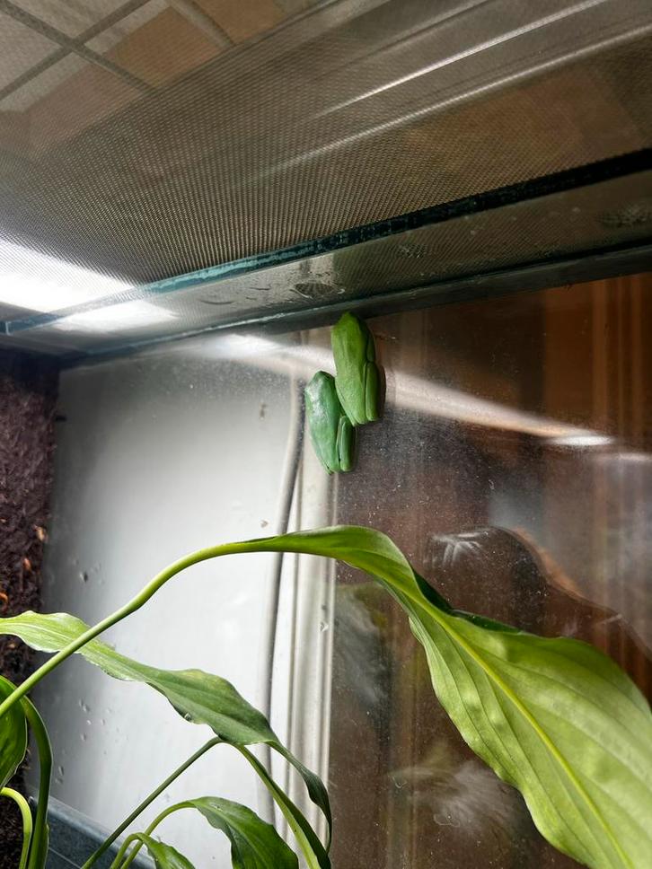 Agalychnis callidryas (roodoogmaki kikker)