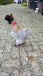 5 cochin haantjes, Mannelijk, Kip