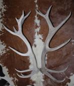 Groot paar EDELHERT GEWEI  AFWERPSTANGEN - 20-ender - ref. i, Ophalen, Gebruikt, Hert, Gewei of Kop