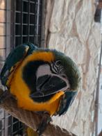 Ara vrouwtje, Dieren en Toebehoren, Vogels | Parkieten en Papegaaien, Vrouwelijk, Papegaai