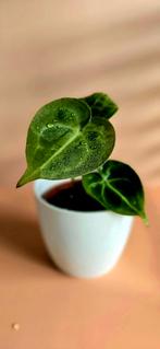 Anthurium Magnificum – babyplant, Ophalen of Verzenden, Overige soorten, Minder dan 100 cm