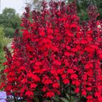 lobelia speciosa starship scarlet, vaste plant, sierplant, Tuin en Terras, Volle zon, Vaste plant, Zomer, Ophalen