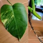 Monstera aurea yellow variegata stek, Huis en Inrichting, Kamerplanten, Ophalen, Halfschaduw, Minder dan 100 cm